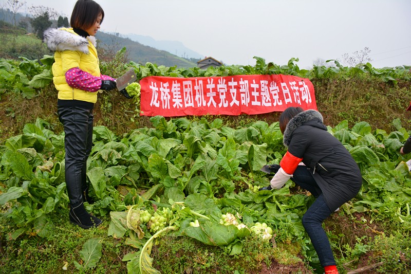 集團(tuán)黨員齊力助農(nóng)戶收割菜頭